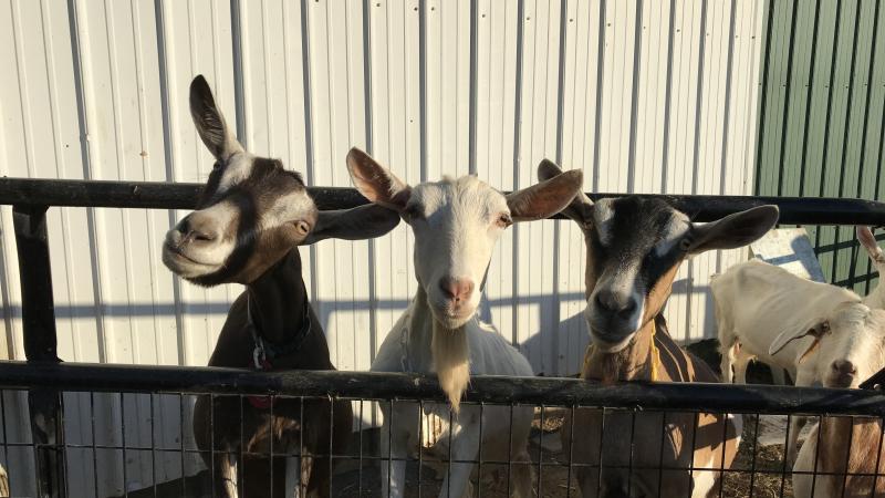 Goats! 